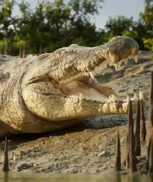 aaa-realistic_crocodile_wildlife