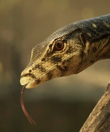 aaa_realistic_monitor_lizard_wildlife